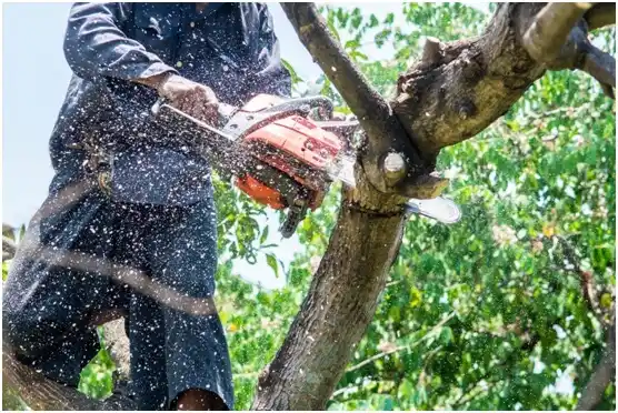 tree services White Hall